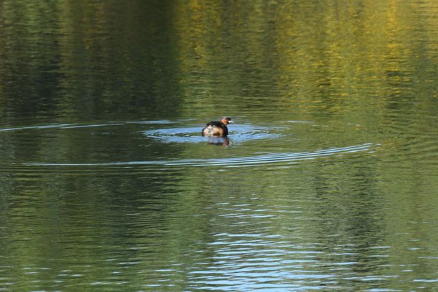 An adult Little Grebe (Dabchick) eyes the photographer from the dam's surface