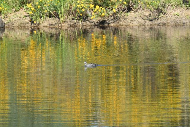 A juvenile Common Moorhen paddling on a dam