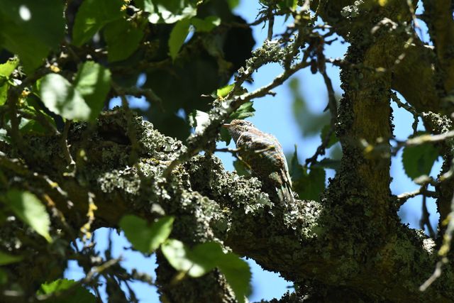 A juvenile female Klaas's Cuckoo hiding in a lichen-laden tree