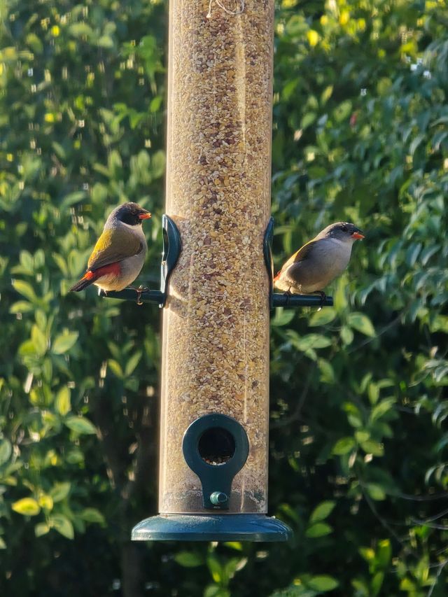 Two Swee Waxbills perched on a bird-feeder