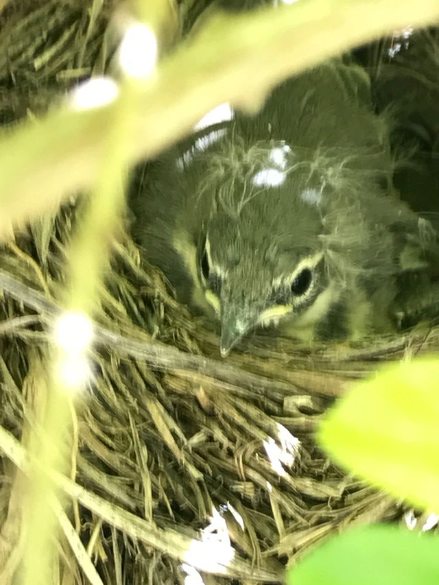 A Cape Wagtail chick in its nest