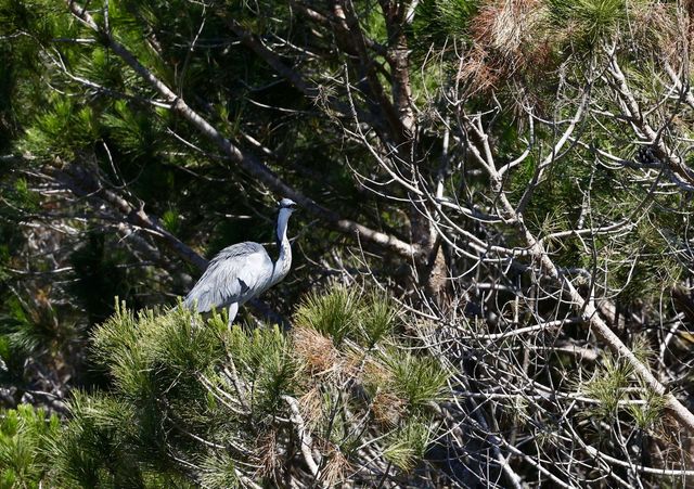 A Black-headed Heron rests in the shade of the pine trees above the McKenzie dam