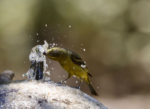This Brimstone Canary was sticking its head in the fountain