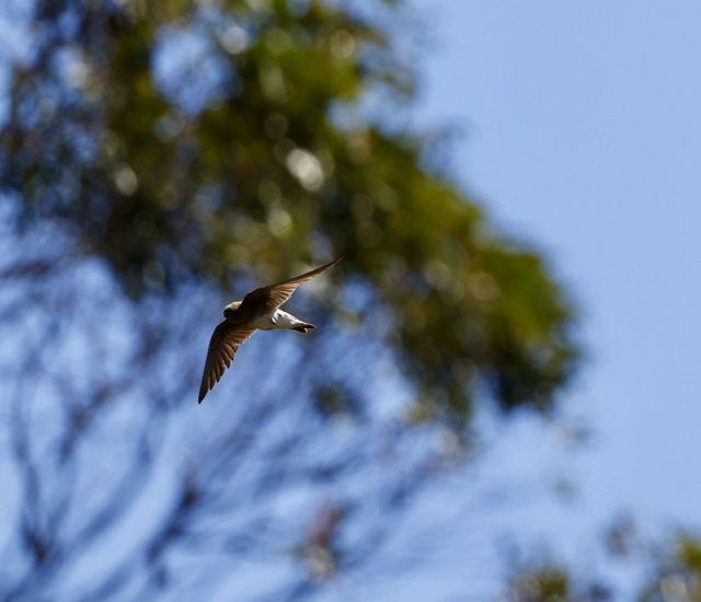 A Brown-throated Martin jinxing between the pine trees near the McKenzie Dam