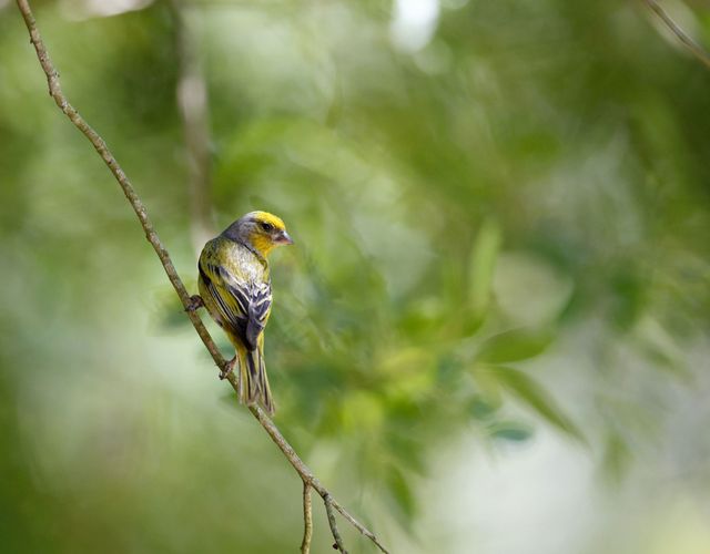 The Canaries often sit in the Brazillian Pepper Tree above the water feature. Waiting for their turn to drink and bathe