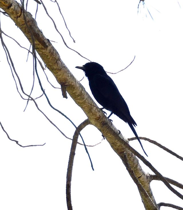 A silohuette of a Fork-tailed Drongo