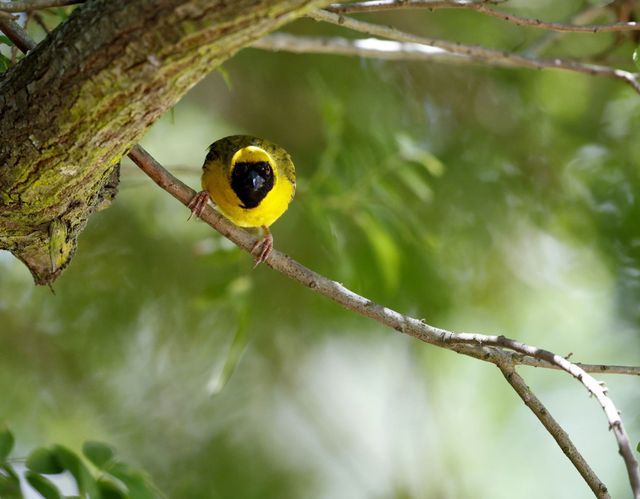 A Masked Weaver alights from the branch