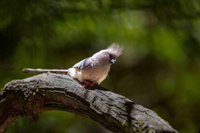 A mousebird emerged from the shadows and scampered down the branch towards us