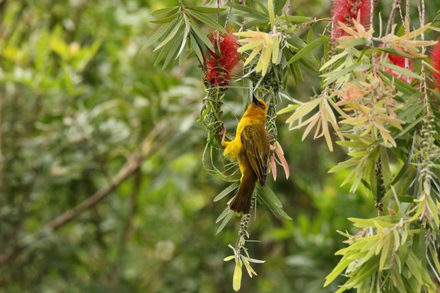 A male Cape Weaver starting a new nest in a Bottle-brush tree