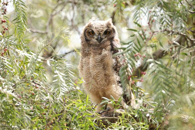 A juvenile Spotted Eagle-Owl in a bushy tree