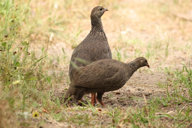 Two adult Cape Spurfowls scrounge through the sand for food