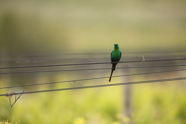 A male Malachite Sunbird perched on the trellis wires in the vineyard