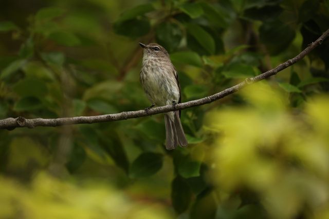 An African Dusky Flycatcher perched above the photographer in a tree