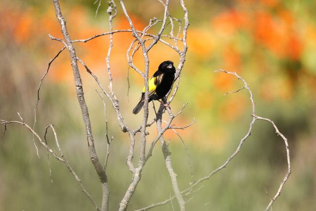 A male Yellow Bishop in full breeding regalia, perched in a leafless tree above a flowering meadow