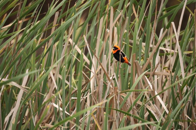 A male Southern Red Bishop clinging to a reed near a dam