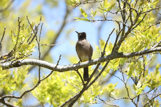 An adult Cape Bulbul looks at the photographer intently