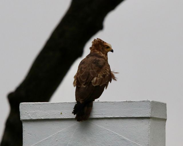 A juvenile African Harrier-Hawk (or Gymnogene) perched on a roof