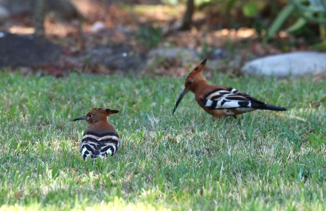 A pair of Hoopoes foraging for food across the lawn
