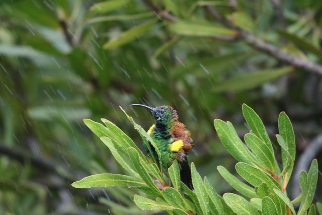 A young male Malachite Sunbird bathing in the sprinklers from a King Protea bush