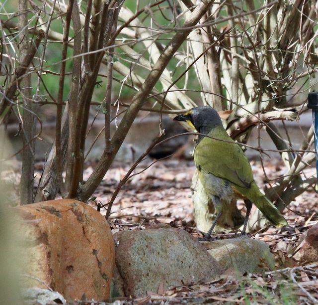 An adult Bokmakierie (Bush-Shrike) with its back to the photographer scrambling through the underbrush and leaf litter in a garden