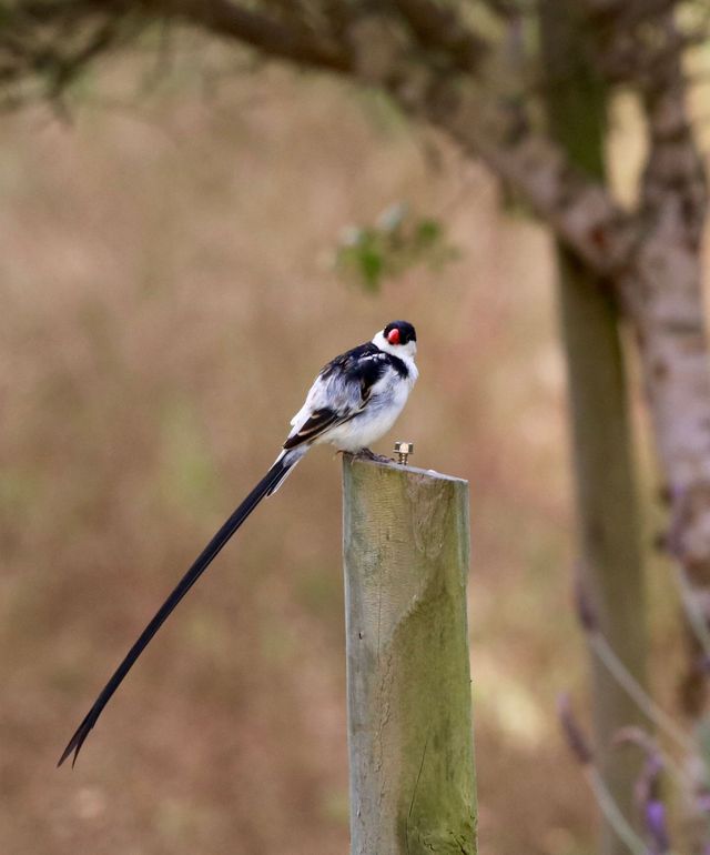 A male Pin-tailed Whydah perched on a fence post