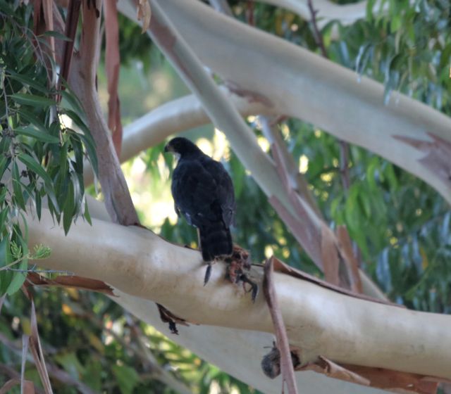 A Black Sparrowhawk perched in a Eucalyptus tree, butchered prey in its claws
