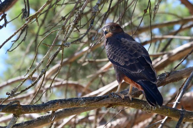 A Jackal Buzzard rests in a pine tree near the upper Langverwacht Estate dam.