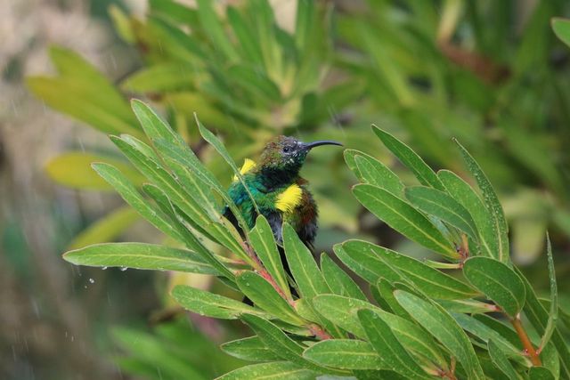 A young male Malachite Sunbird bathing in the sprinklers from a King Protea bush