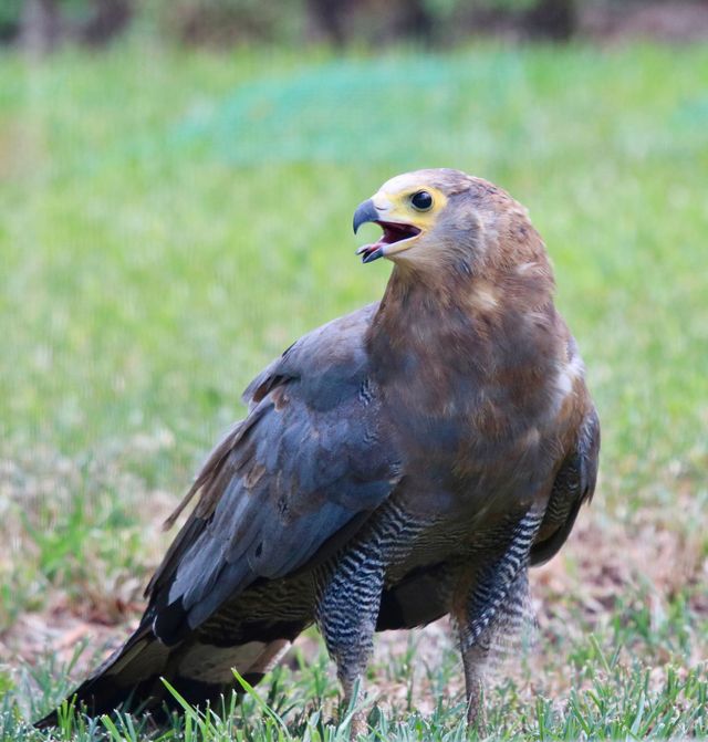 A young African Harrier-Hawk panting heavily as it walks across the lawn