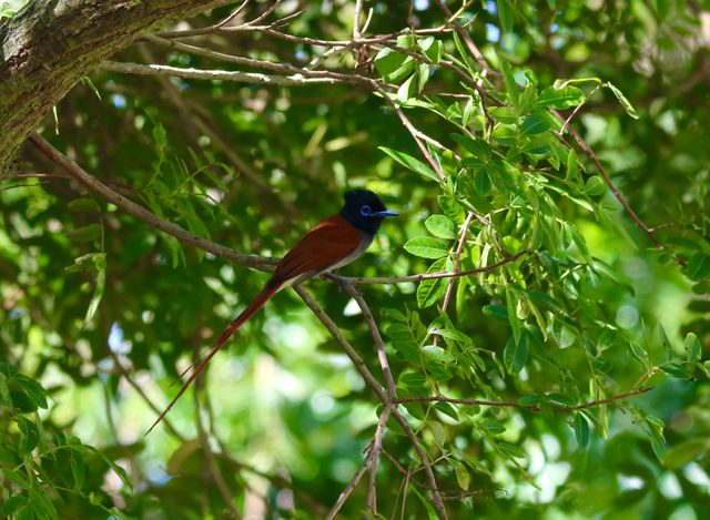 A male African Paradise Flycatcher poses on the branch of a Brazillian Pepper Tree