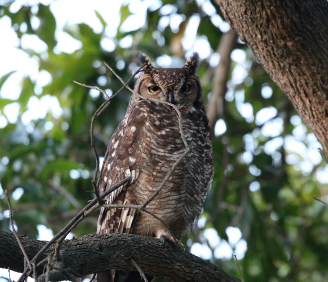 An adult Spotted Eagle-Owl perched in a tree