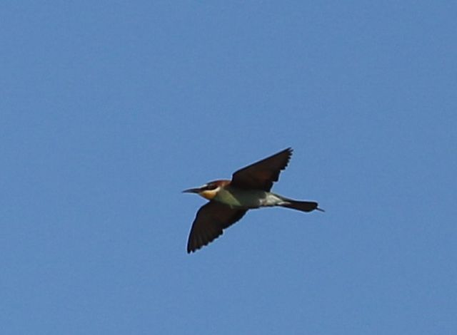 A European Bee-eater flying, wings fully-extended