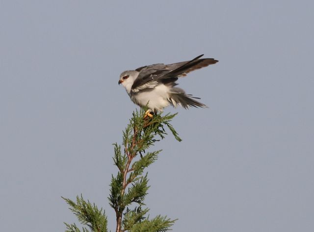 A Black-winged Kite perched on the top of a Cypress tree