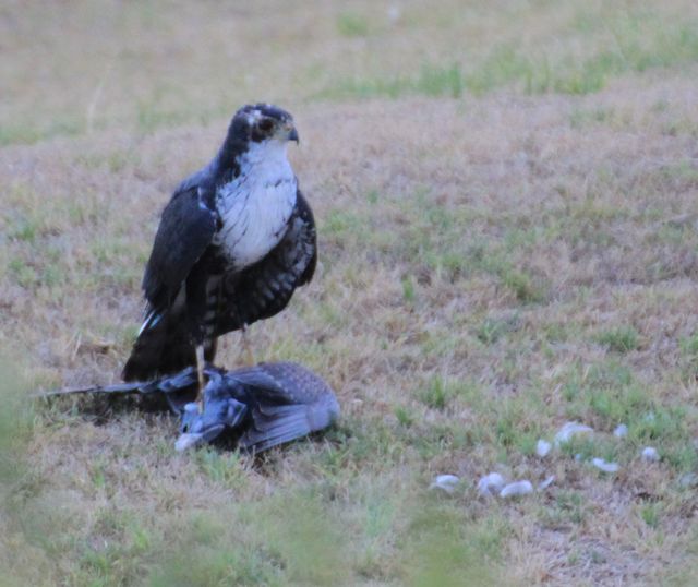 An adult Black Sparrowhawk eating a freshly-caught pigeon