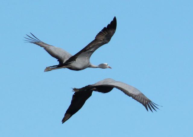 Two adult Blue Cranes in mid-flight at just above eye-level