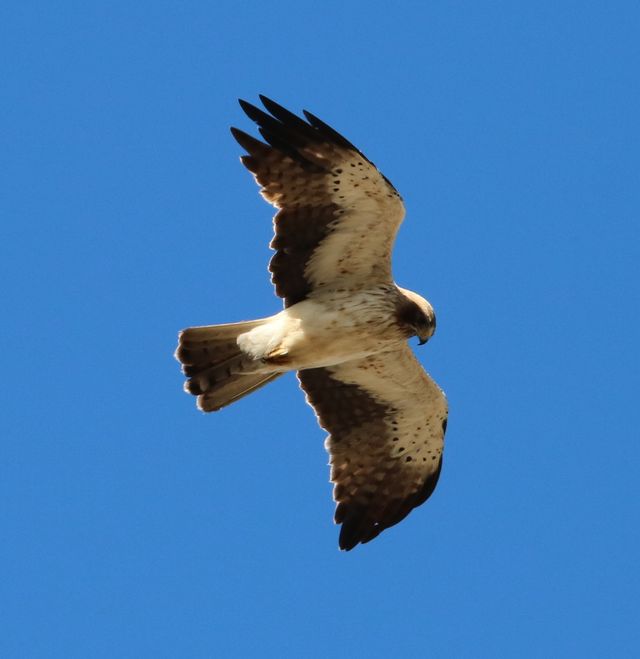 A Booted Eagle hovers in mid-air