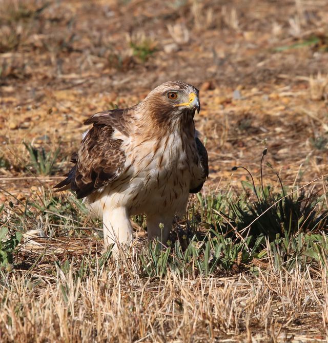 A Booted Eagle walking through the fynbos and grass
