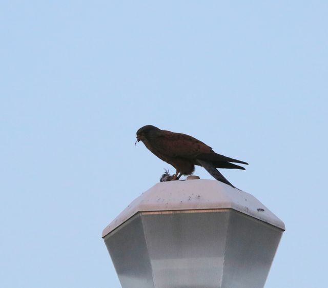 An adult Rock Kestrel devouring a bird it caught earlier