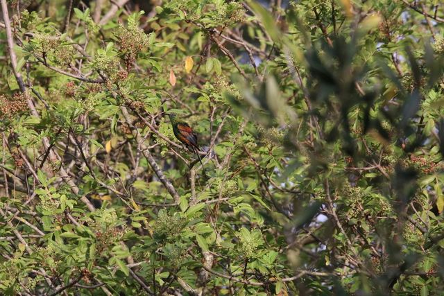 A young male Malachite Sunbird bathing in the sprinklers from a King Protea bush