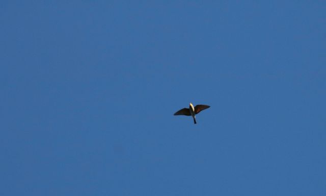 A European Bee-eater flying high above the photographer
