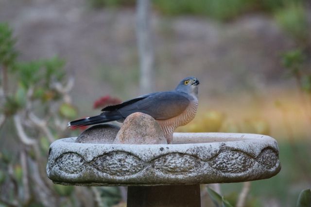 An African Goshawk drinking from our bird bath
