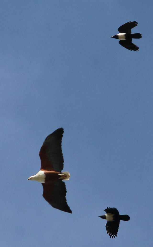 An adult African Fish Eagle mobbed by two Pied Crows, while in flight.