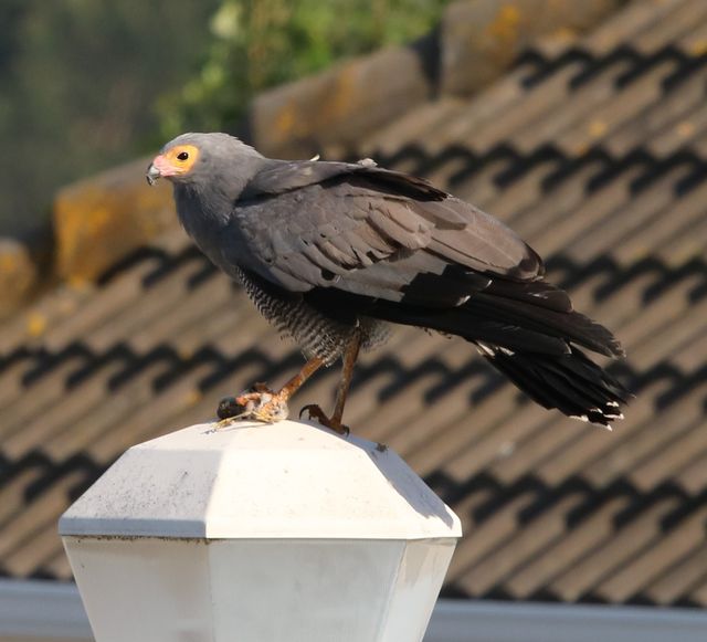 An African Harrier-hawk eating freshly-caught prey on top of a street lamp