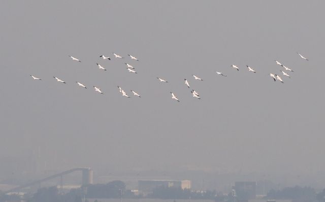 A flock of 29 Great White Pelicans