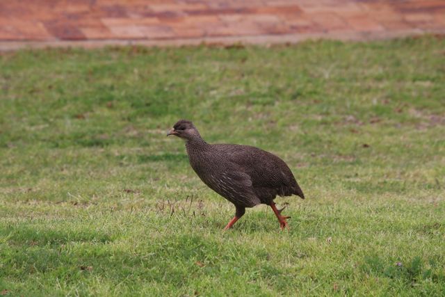 A Cape Spurfowl scurries across the lawn