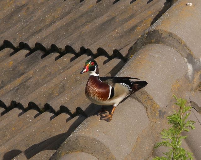 An adult male Wood Duck standing on top of a house's roof