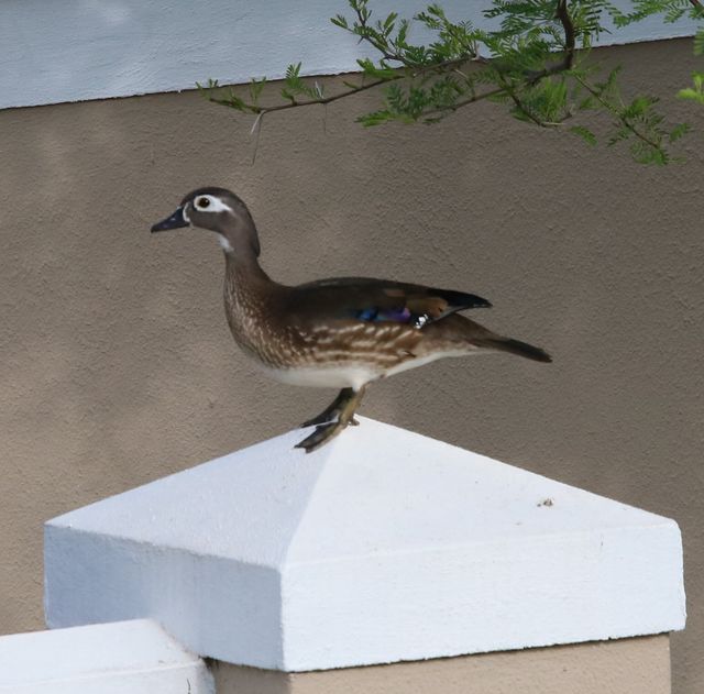 An adult female Wood Duck standing on top of a wall