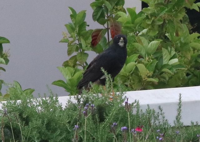 We think this is a dark morph Black Sparrowhawk, but the orange legs are uncharacteristic.