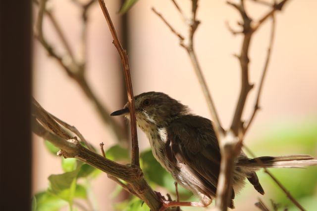 A Karoo Prinia hiding inside a shrub