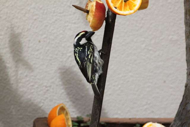 An Acacia Pied Barbet eating oranges from a bird feeder
